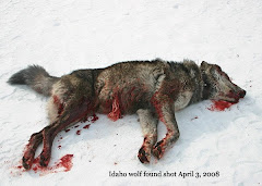 Wolf Killed in Idaho