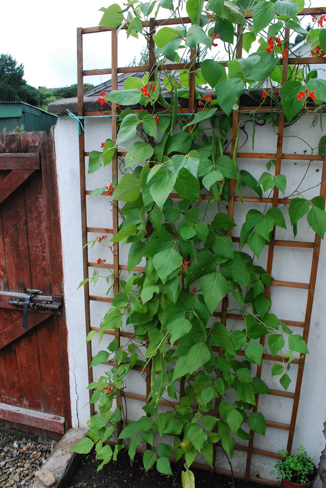 The Hungry Rambler that's why they are called runner beans...