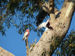 Galahs