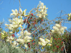 Drought tolerant natives