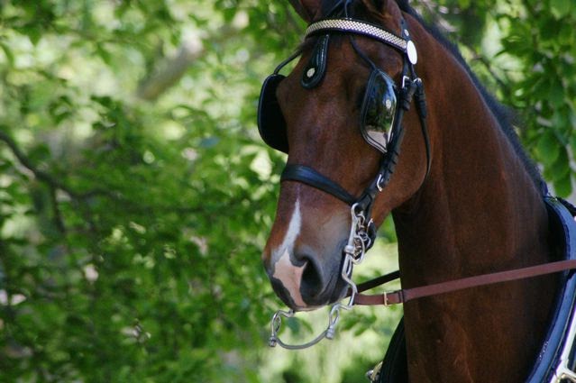 book analysis just for fifty percent of short of money horses book assessment meant for 50 percent broke horses