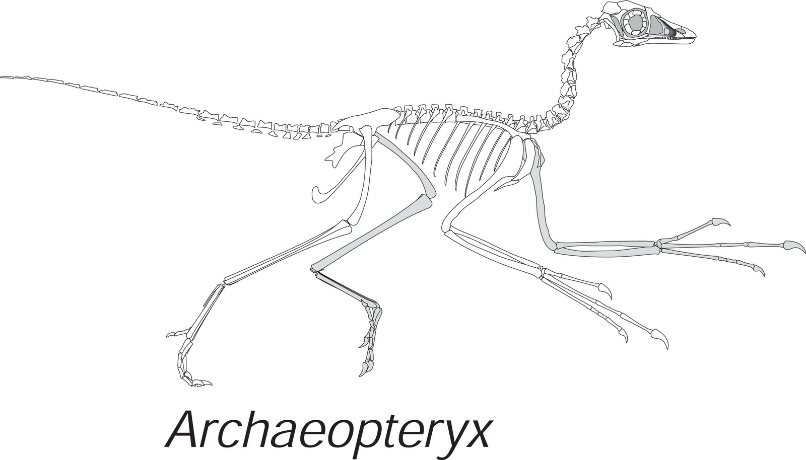 археоптерикс скелет. Archaeopteryx скелет. скелет археоптерикса. скелет археоптерикса. палеонтология археоптерикс.