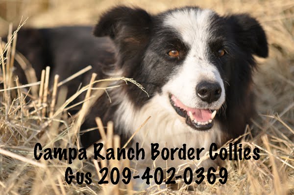 Campa Ranch BC