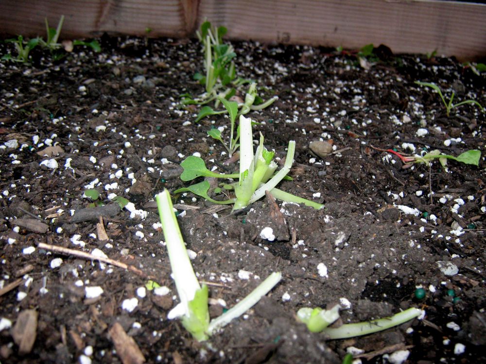 [seedlings-pest.jpg]