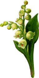 [spray-lily-valley.jpg]
