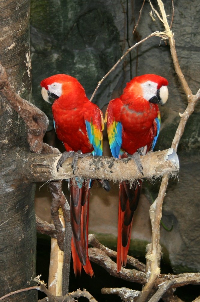 [birds.JPG]