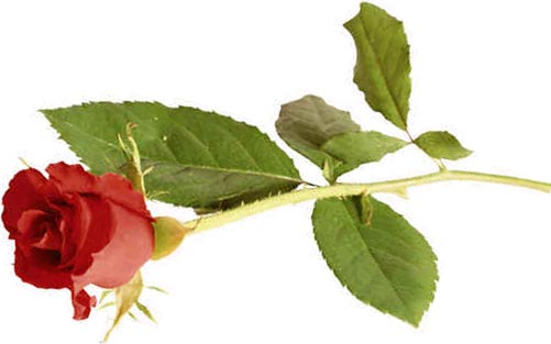 [red_rose2.jpg]