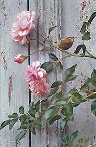 [Summer+Roses+-+Winter+Wren190.jpg]
