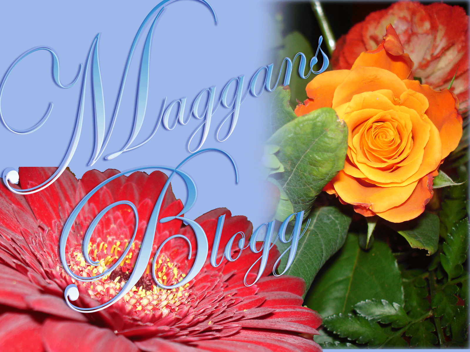 Maggans blogg