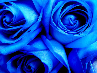trandafiri albastrii