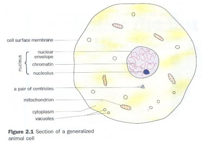 Science of Life: Cell Structure: A Summary
