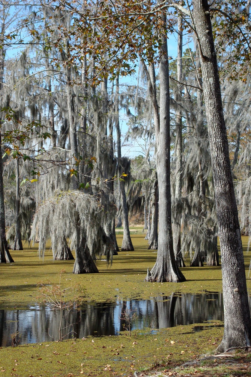 Woodson Wanderings Louisiana Swamps