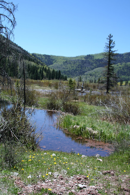 beaver pond, hermosa valley
