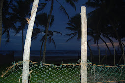 sun has gone behinde the coconut trees