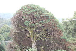 a tree at haggala garden