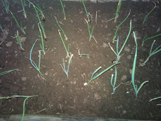 Sembrar Cebollas y Puerros 2