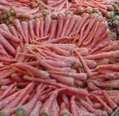 [dedlhi+carrots.JPG]