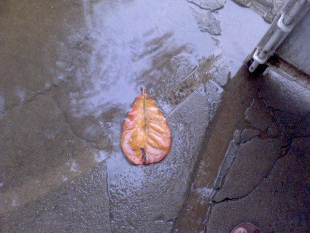 [leaf+in+rain.JPG]