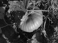 recettes Potage de potiron aux chataignes.
