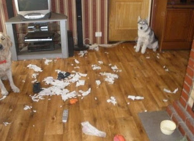 Husky Good Friends But Not For Your Apartment Latest Fashion Trend Husky Good Friends But Not For Your Apartment