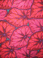 free motion quilting | Leah Day