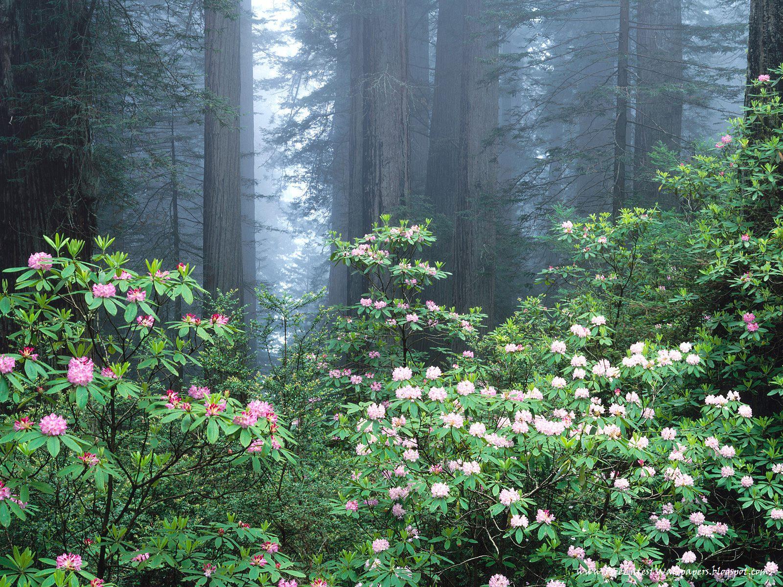 Розовый цветок в лесу. Лесные цветы рододендрон. Рододендрон куст в лесу. Рододендрон в Сосновом лесу. Рододендровый лес.