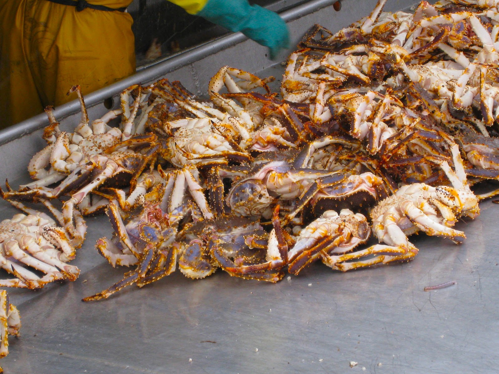 A Sense Of Place Blue King Crab Delivery