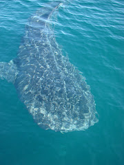 Whale sharks in Mexico