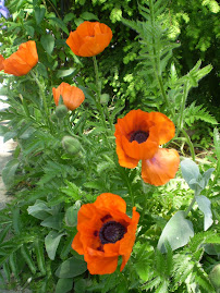 My Poppies