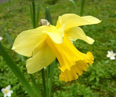 Daffodil