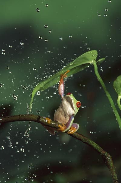[frog-umbrella.jpg]