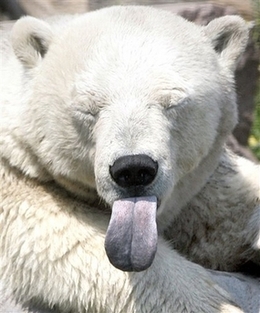 [hor+polar+bear.jpg]