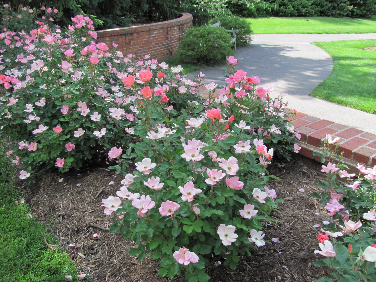 to Chaos The Best of the Rest Missouri Botanical Garden