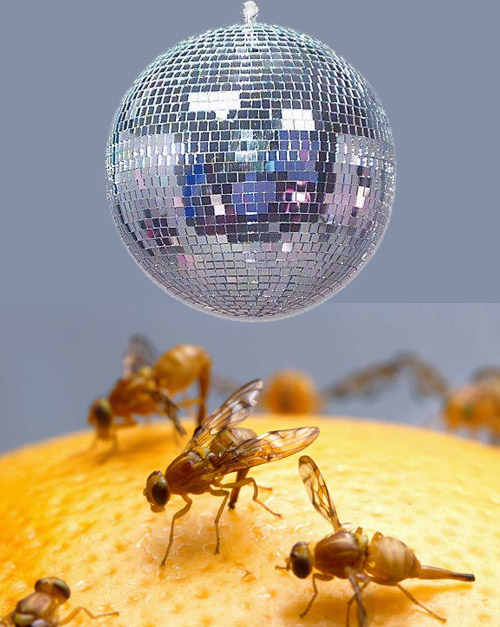 [Disco+Drosophila.jpg]
