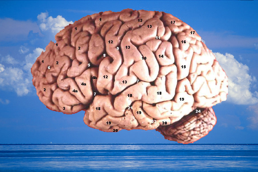 [blue+sky+sailboat_with+brain.jpg]