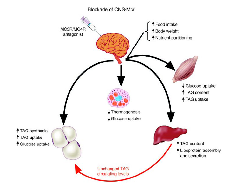 [blockade+of+CNS+MCR.jpg]