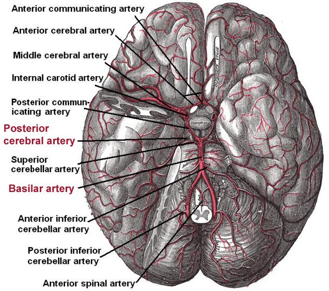 [Arteries_beneath_brain_Gray_closer.jpg]