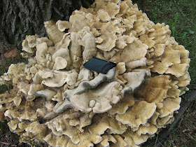 The Foraging Family: Three Edible Summer Mushrooms: Berkeley Polypore