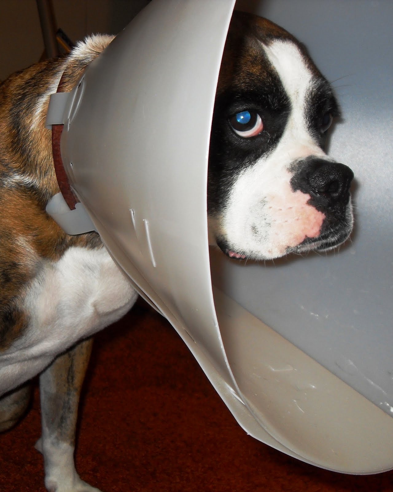 Burbank Bits April 2010