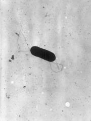  listeria 