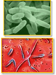  Bacterias patógenas 