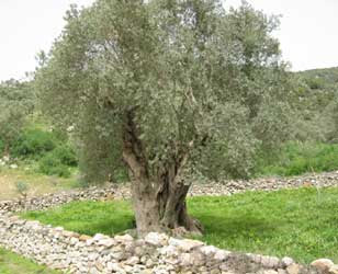Un estudio concluye que algunas variedades de olivo toleran bien el riego con agua salina
