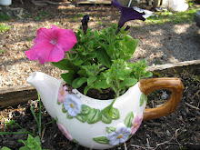 Petunia in a Tea Pot