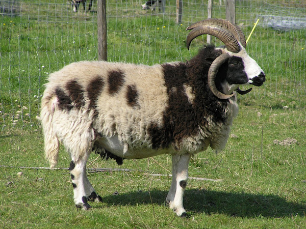 Mouton de Jacob, en FRANCE ;Jacob sheep, park sheep, piebald sheep