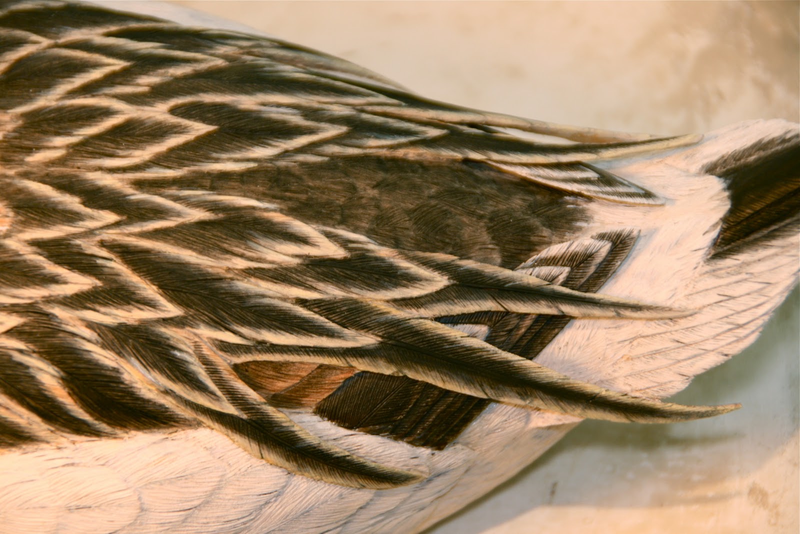 Duck Season: LONG-TAILED DUCK in breeding plumage