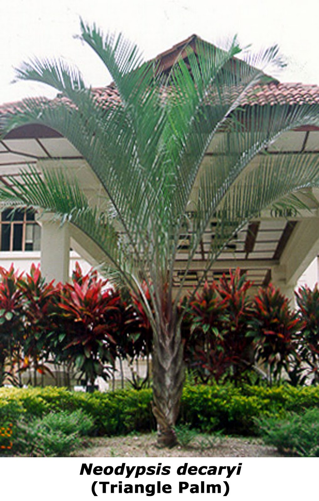buildfun: PALM-Neodypsis Decaryi 