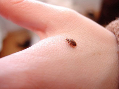 Bottom: bed bug bites.