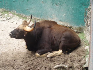 zoo_kerbau+india.JPG