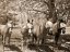 horses