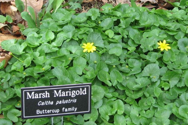 [Marsh+Marigolds+specimen_1_1.jpg]